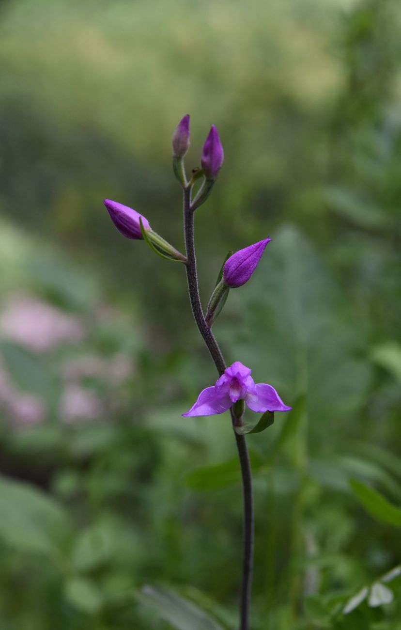 Изображение особи Cephalanthera rubra.