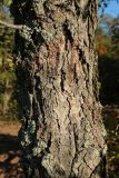 Alnus glutinosa