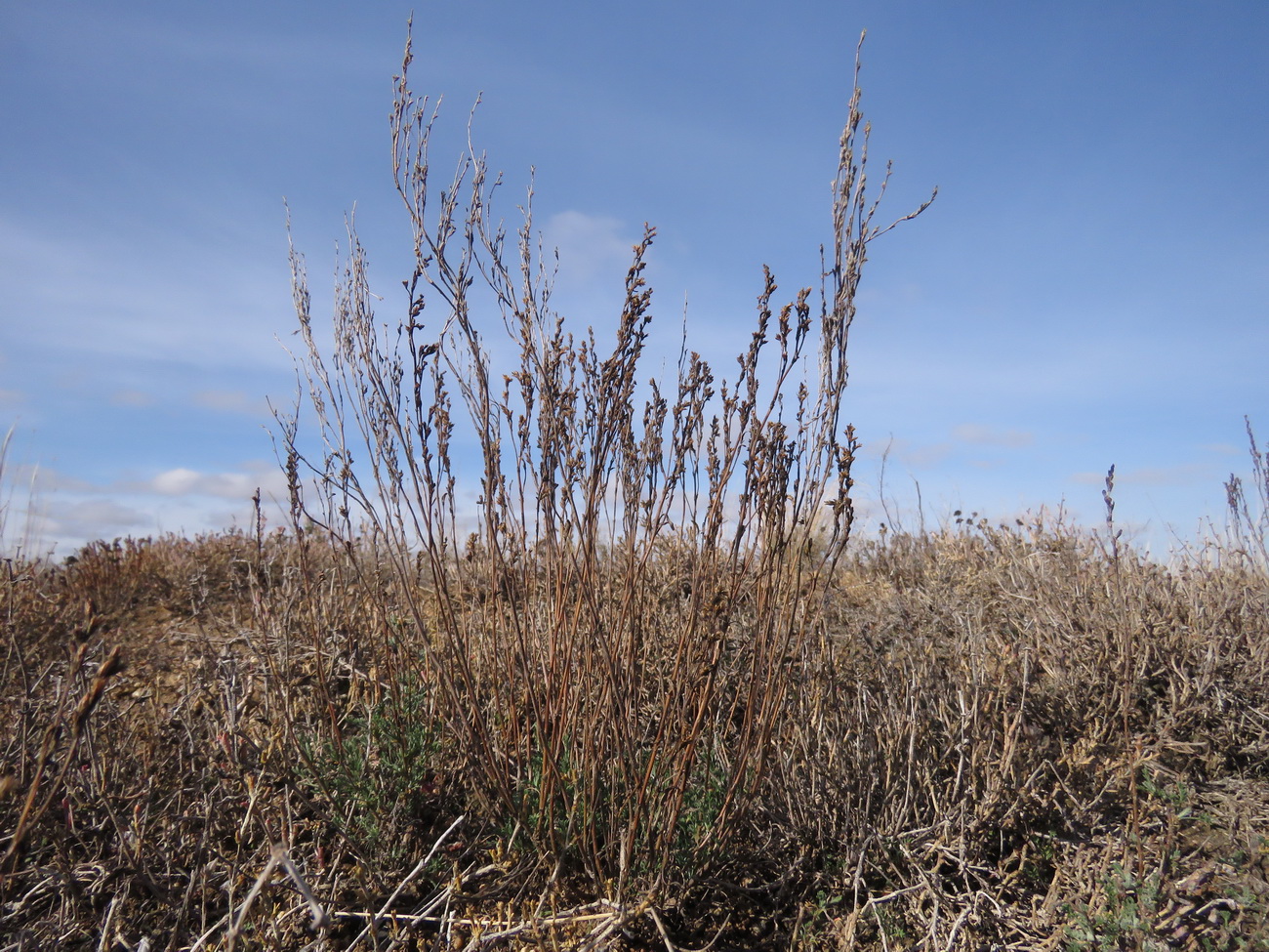 Image of Artemisia pauciflora specimen.