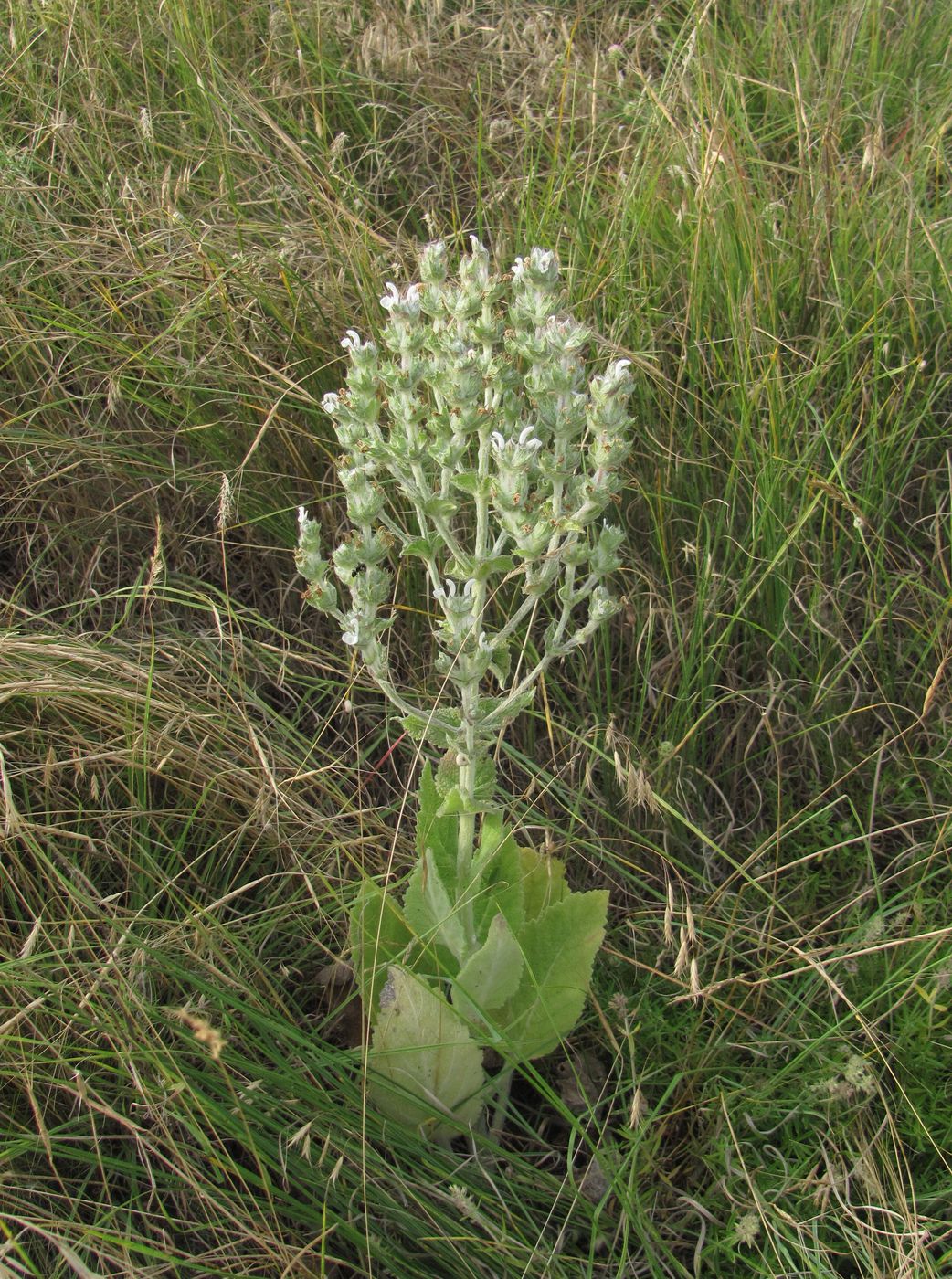 Image of Salvia aethiopis specimen.