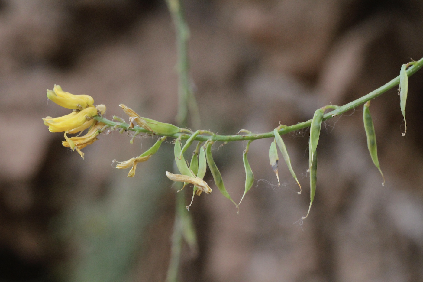 Image of Corydalis sangardanica specimen.