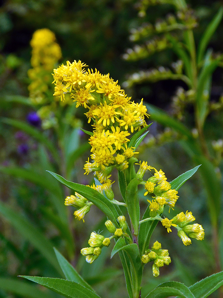 Image of Solidago gigantea specimen.