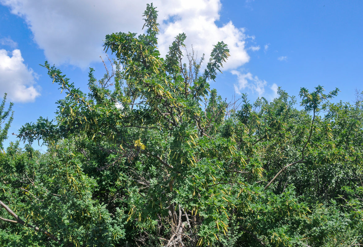 Image of Caragana arborescens specimen.