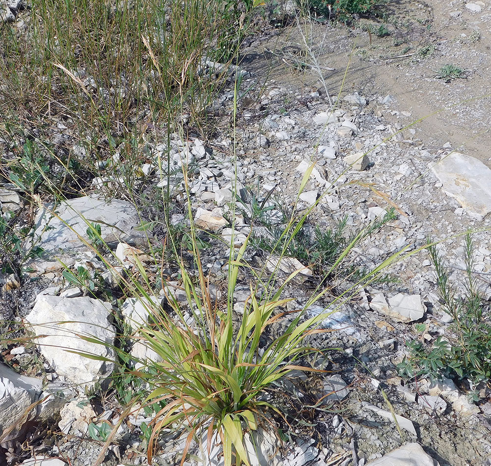 Image of Brachypodium sylvaticum ssp. pubescens specimen.