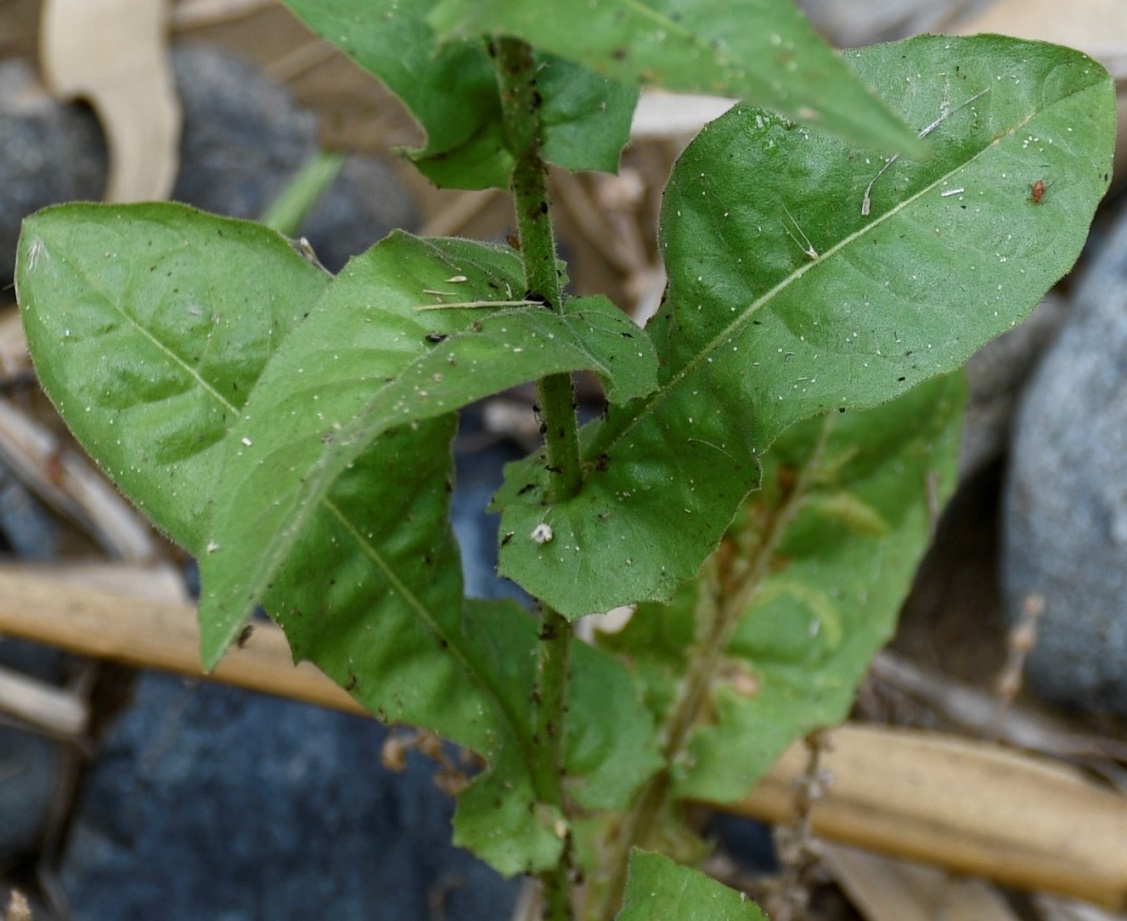 Image of Crepis pulchra specimen.