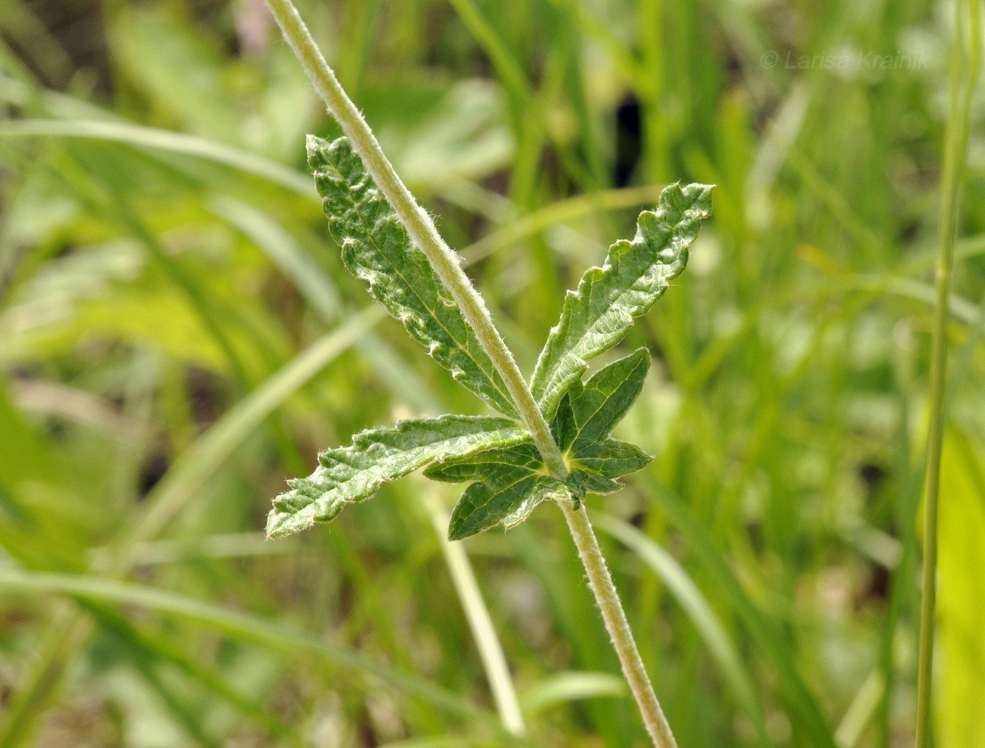 Image of Potentilla discolor specimen.