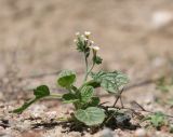 Heliotropium olgae. Цветущее растение. Узбекистан, Наманганская обл., Папский р-н, 15 км СЗЗ г. Пап, глинистая полупустыня. 20 мая 2023 г.