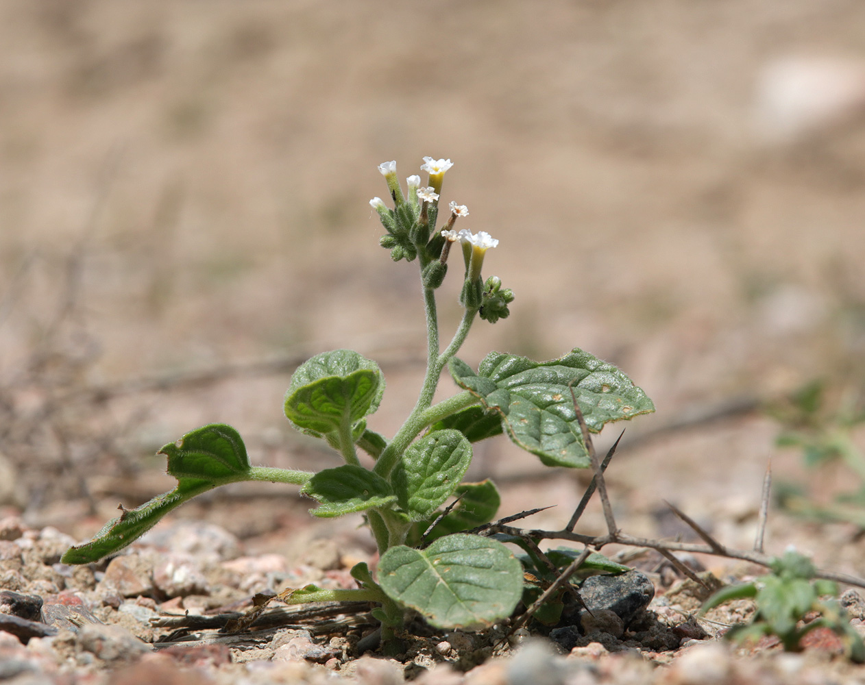 Изображение особи Heliotropium olgae.