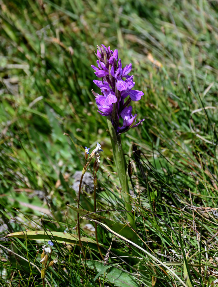 Image of Dactylorhiza umbrosa specimen.