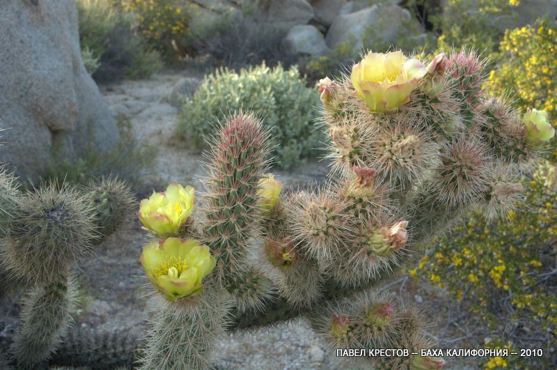 Изображение особи Cylindropuntia ganderi.