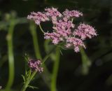 Pimpinella rhodantha