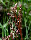 Bergenia crassifolia