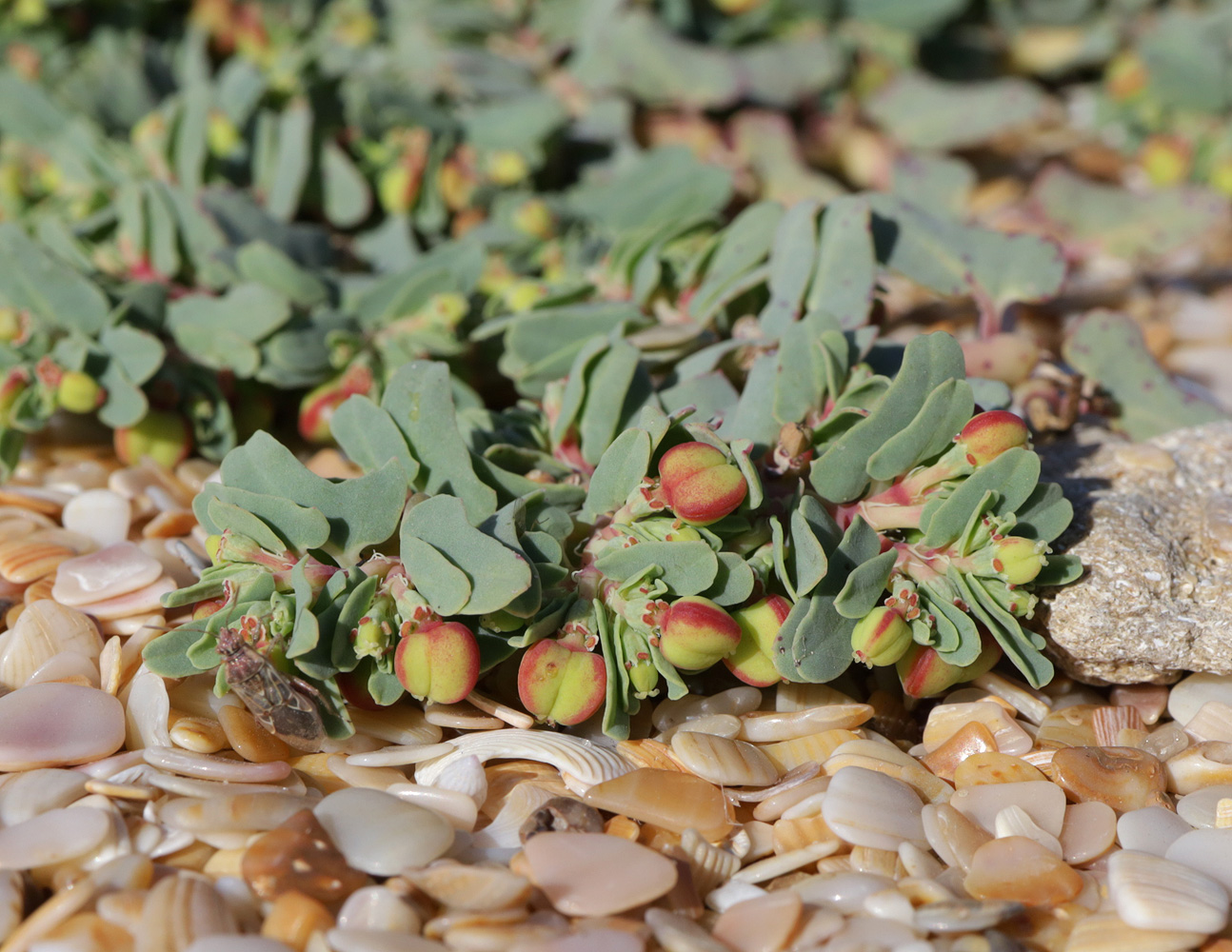 Image of Euphorbia peplis specimen.