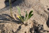 Craniospermum subvillosum. Вегетирующее растение. Иркутская обл., оз. Байкал, о. Ольхон, Сарайский пляж, песчаный пляж. 29 июля 2023 г.