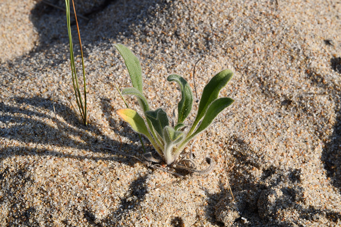 Изображение особи Craniospermum subvillosum.