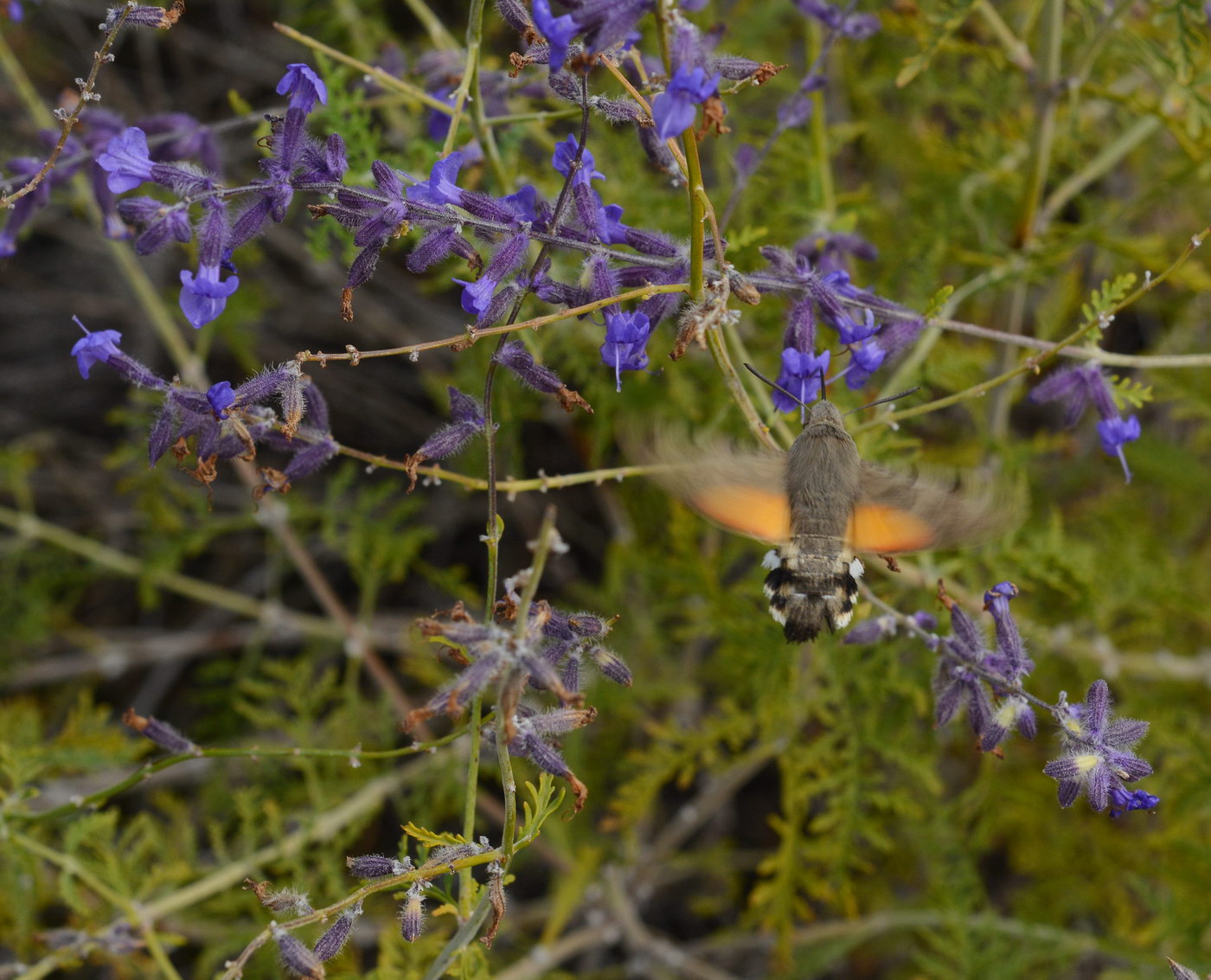 Image of Perovskia abrotanoides specimen.