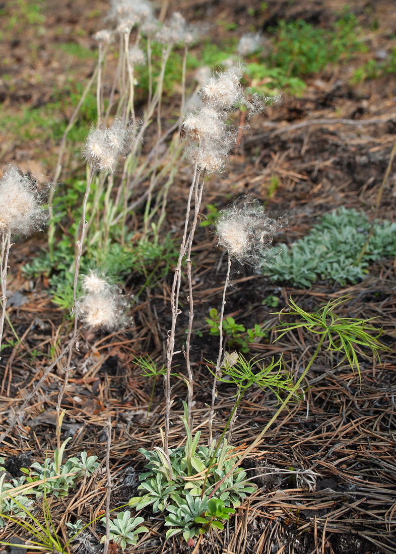 Изображение особи Antennaria dioica.