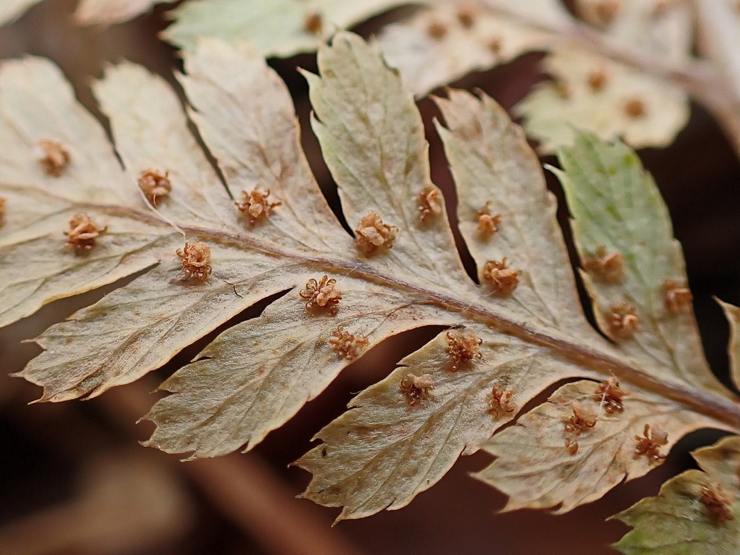 Image of Dryopteris amurensis specimen.