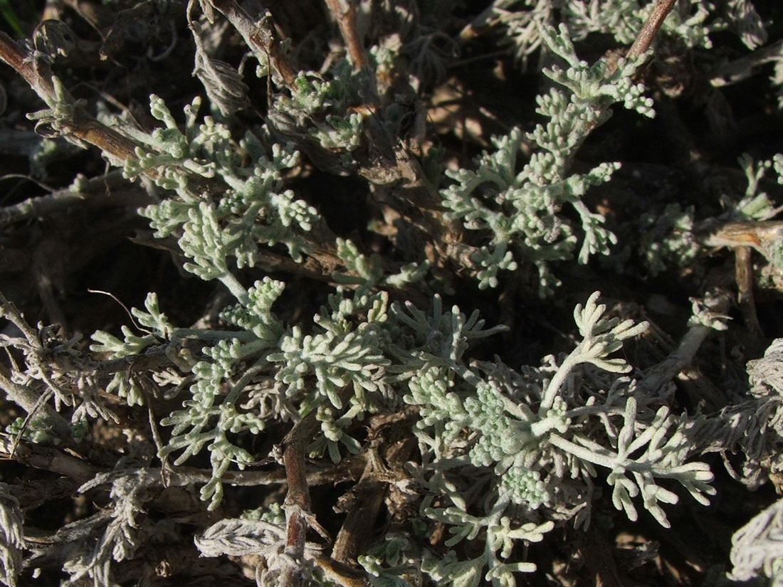 Image of Artemisia dzevanovskyi specimen.