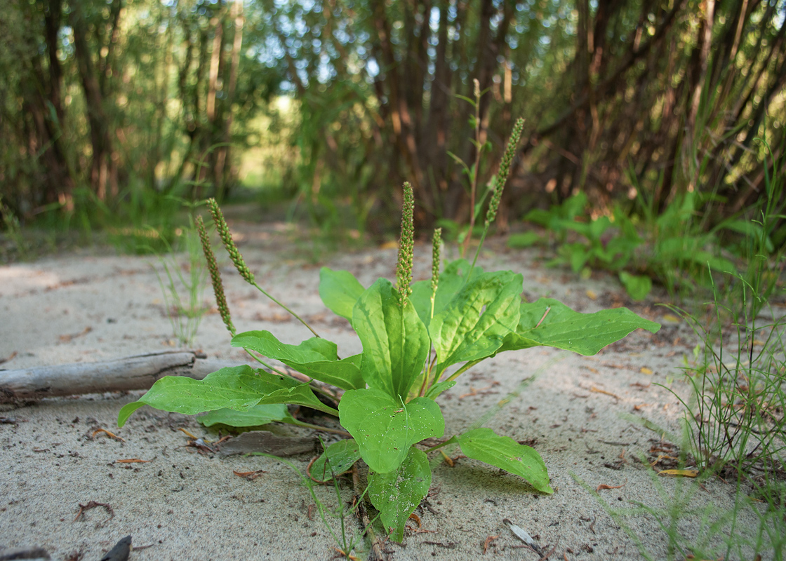 Изображение особи Plantago major.