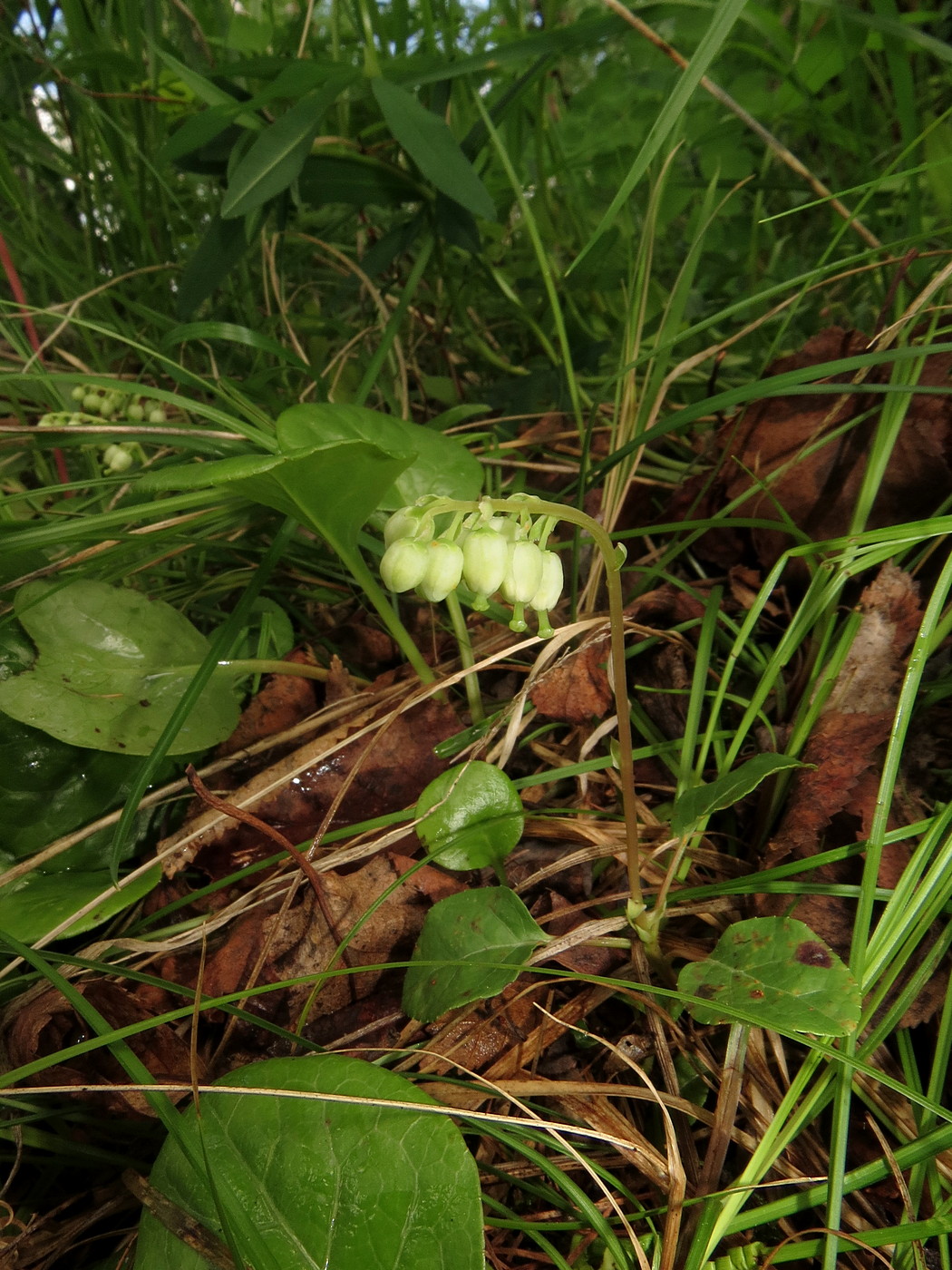 Изображение особи Orthilia obtusata.