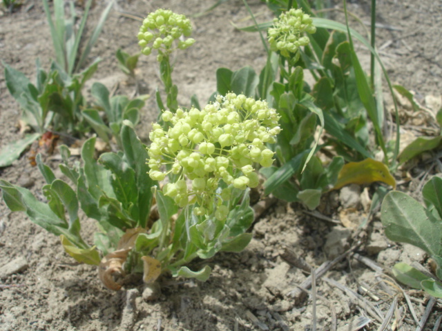 Image of Cardaria repens specimen.