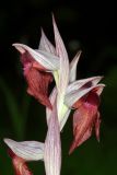 Serapias orientalis ssp. feldwegiana