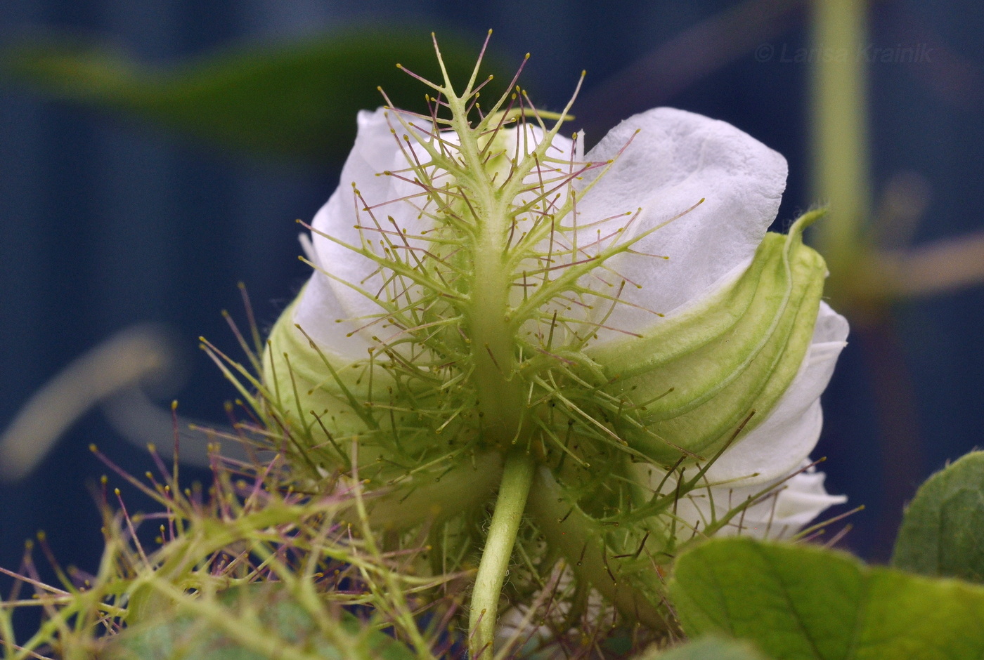 Изображение особи Passiflora foetida.