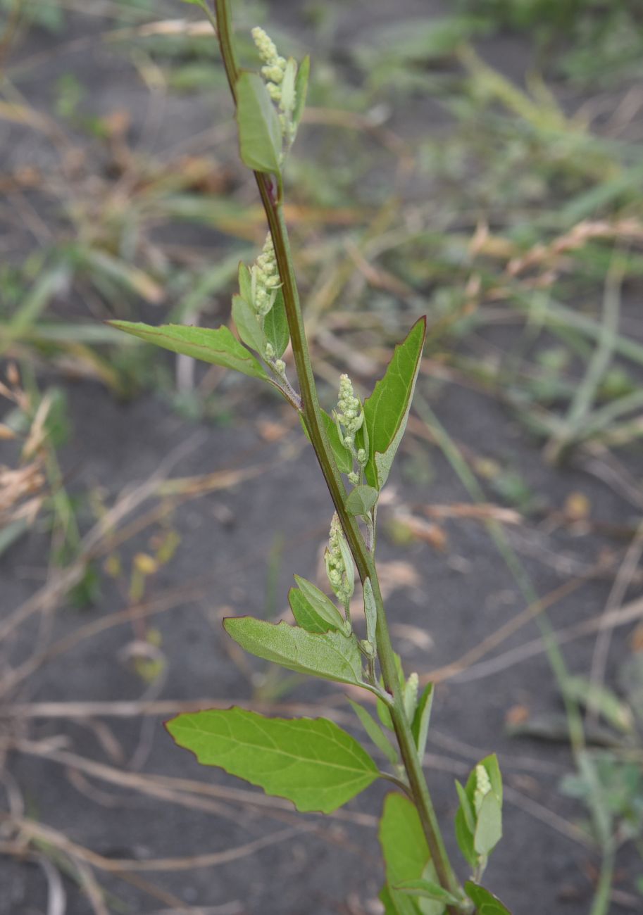 Image of Chenopodium album specimen.