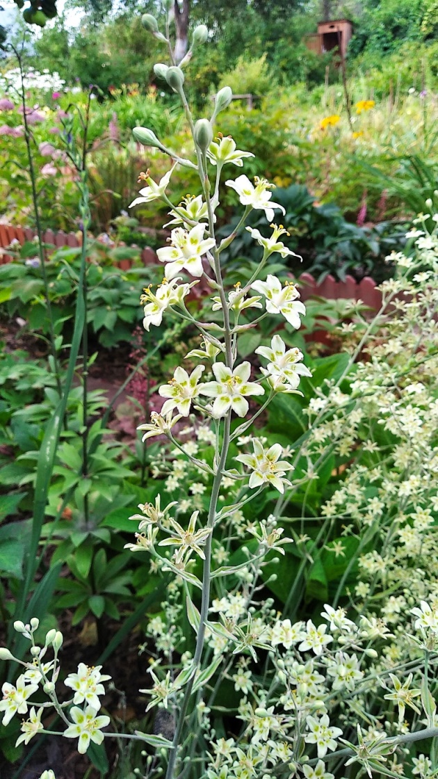 Image of Zigadenus elegans specimen.