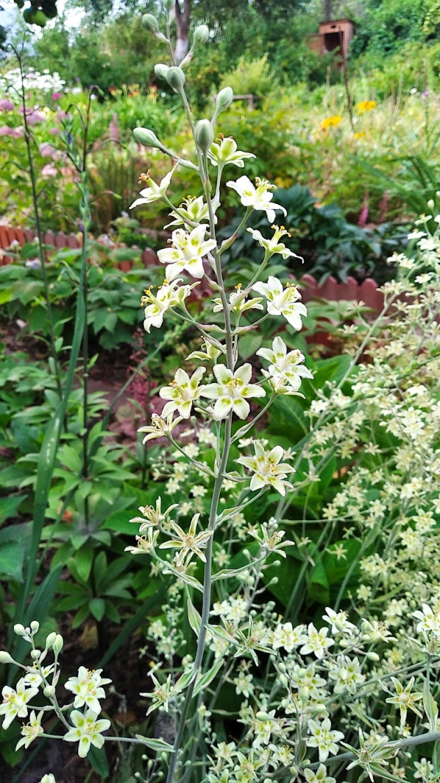 Изображение особи Zigadenus elegans.