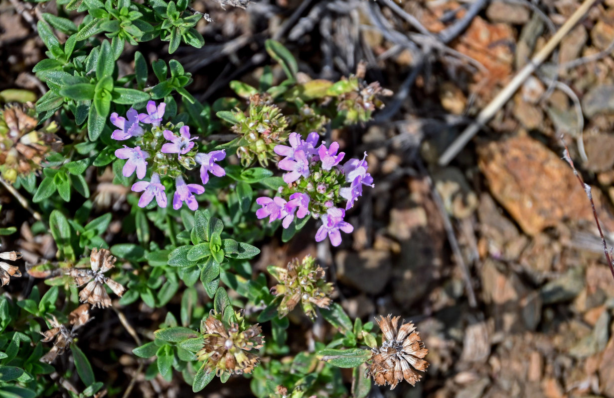 Изображение особи род Thymus.