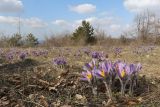 Pulsatilla taurica