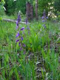 Polygala wolfgangiana