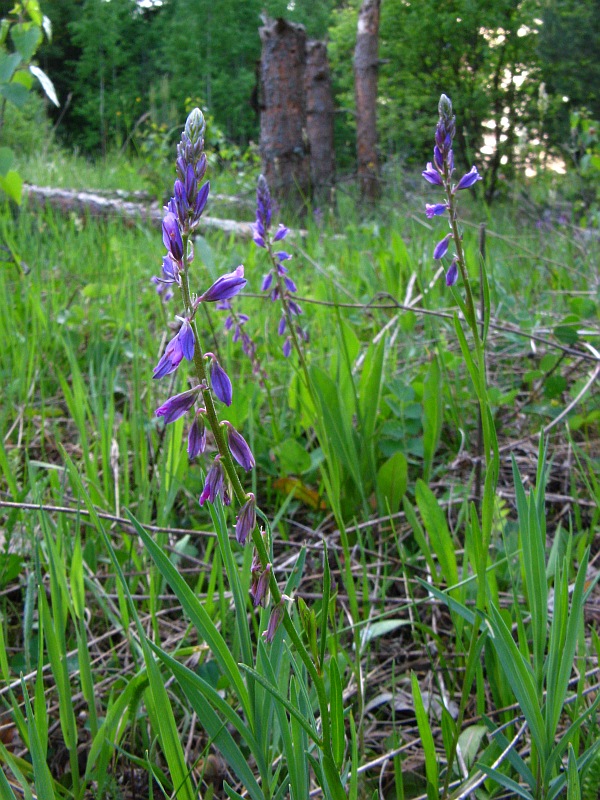 Image of Polygala wolfgangiana specimen.