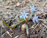 Scilla bifolia