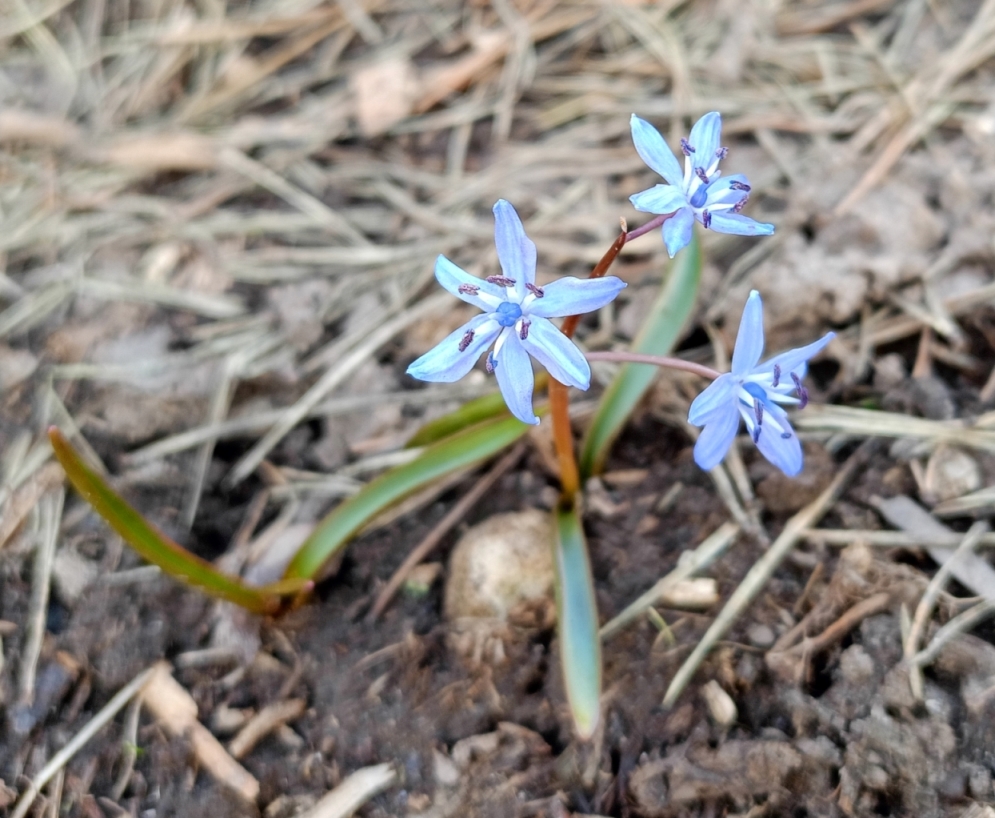 Image of Scilla bifolia specimen.