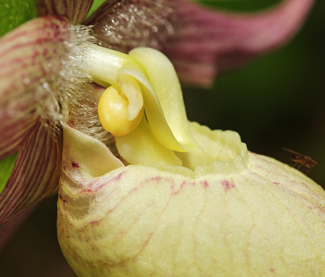 Image of Cypripedium &times; ventricosum specimen.