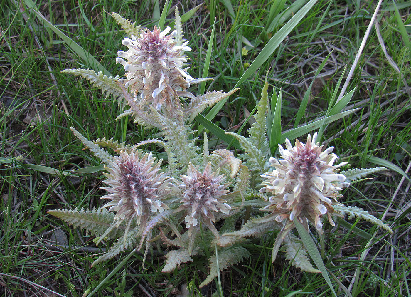Image of Pedicularis olgae specimen.