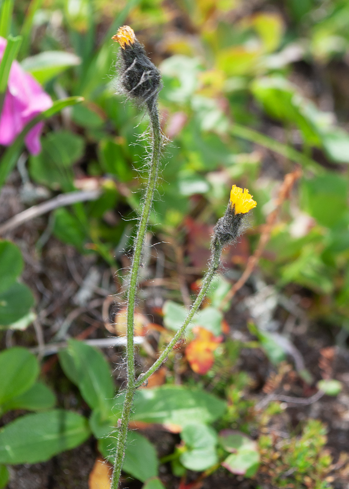 Image of Hieracium triste specimen.