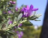 Leucophyllum frutescens