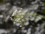 Saxifraga cartilaginea