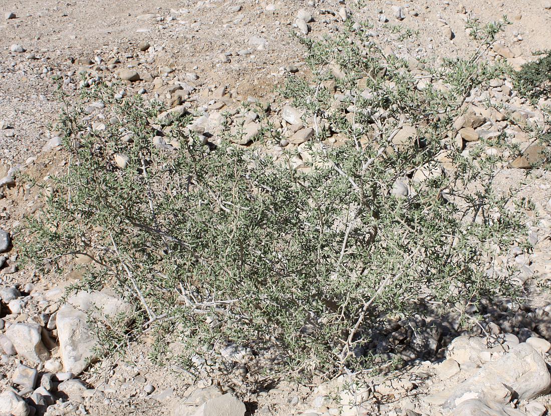 Image of Tetraena dumosa specimen.