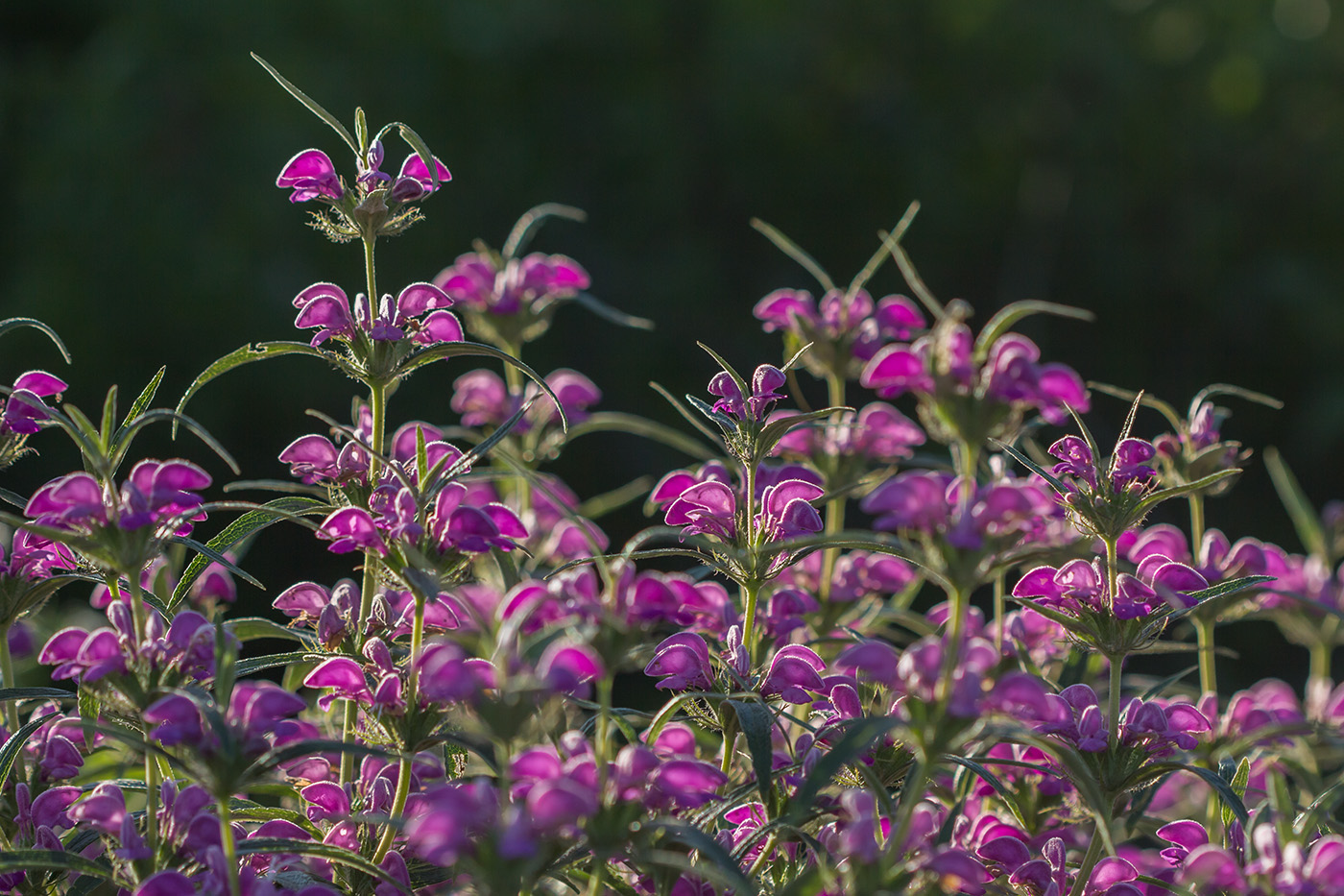 Image of Phlomis pungens specimen.