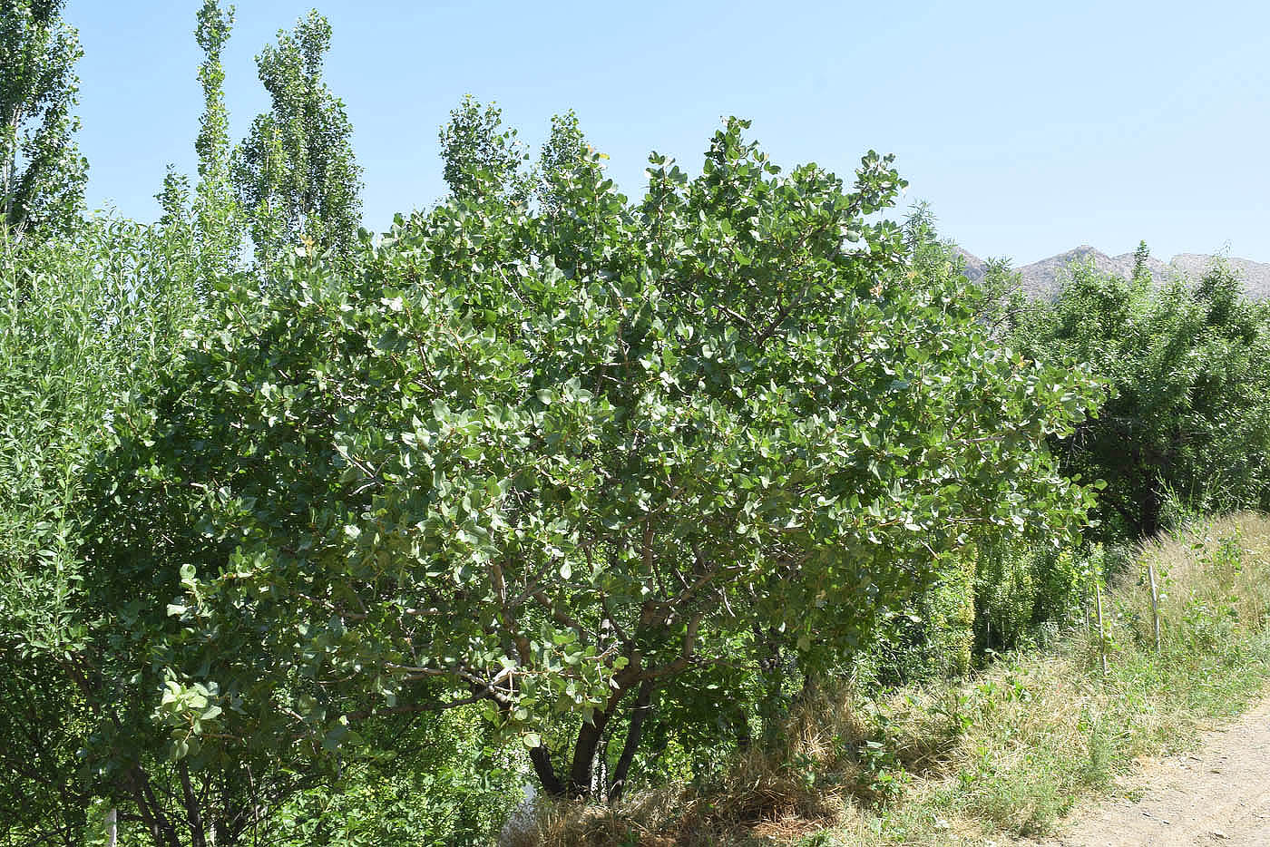 Image of Pistacia vera specimen.