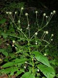 Dipsacus pilosus