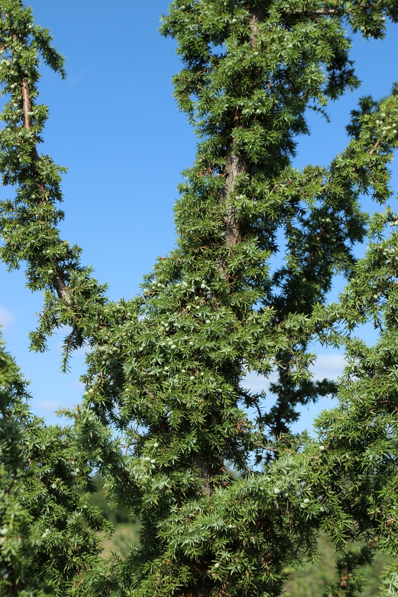 Изображение особи Juniperus communis.