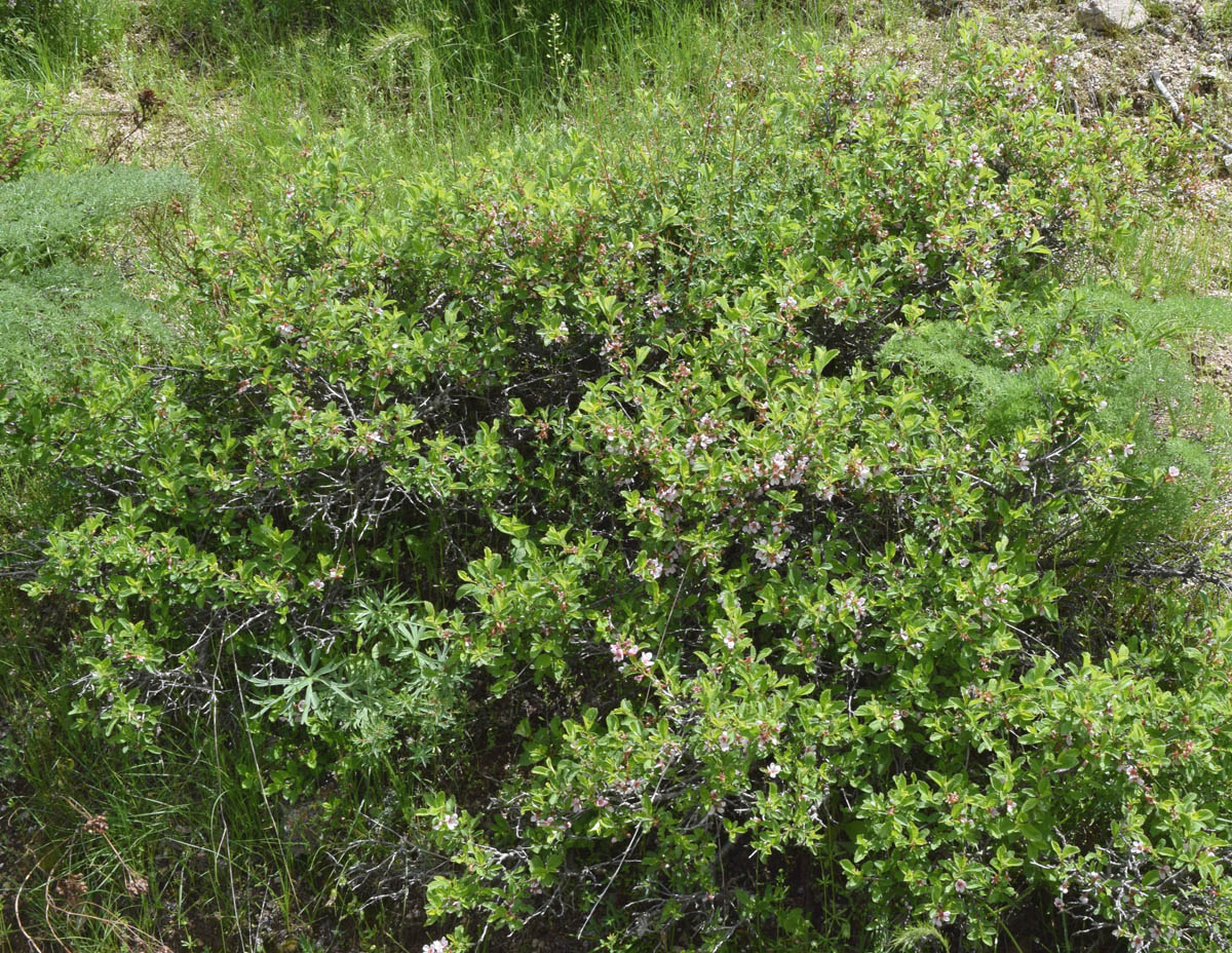 Изображение особи Cerasus erythrocarpa.