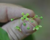 Euonymus latifolius