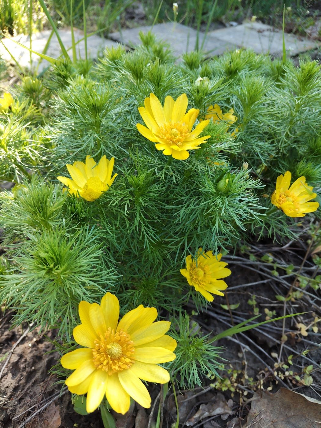 Image of Adonis vernalis specimen.